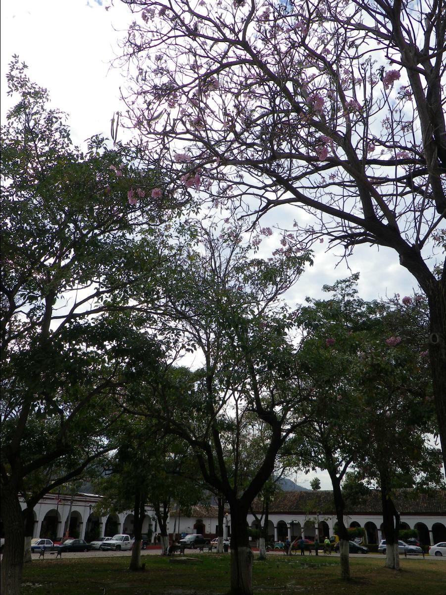 Near Tuxtla Gutierrez13